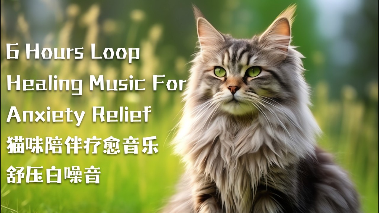 6 hours loop cat relaxing music for anxiety relief｜猫咪应激舒压背景音乐｜助眠静心轻音乐