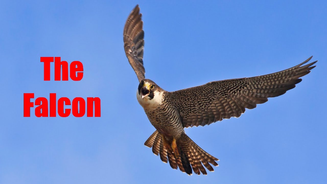 The Falcon - Max The Mix