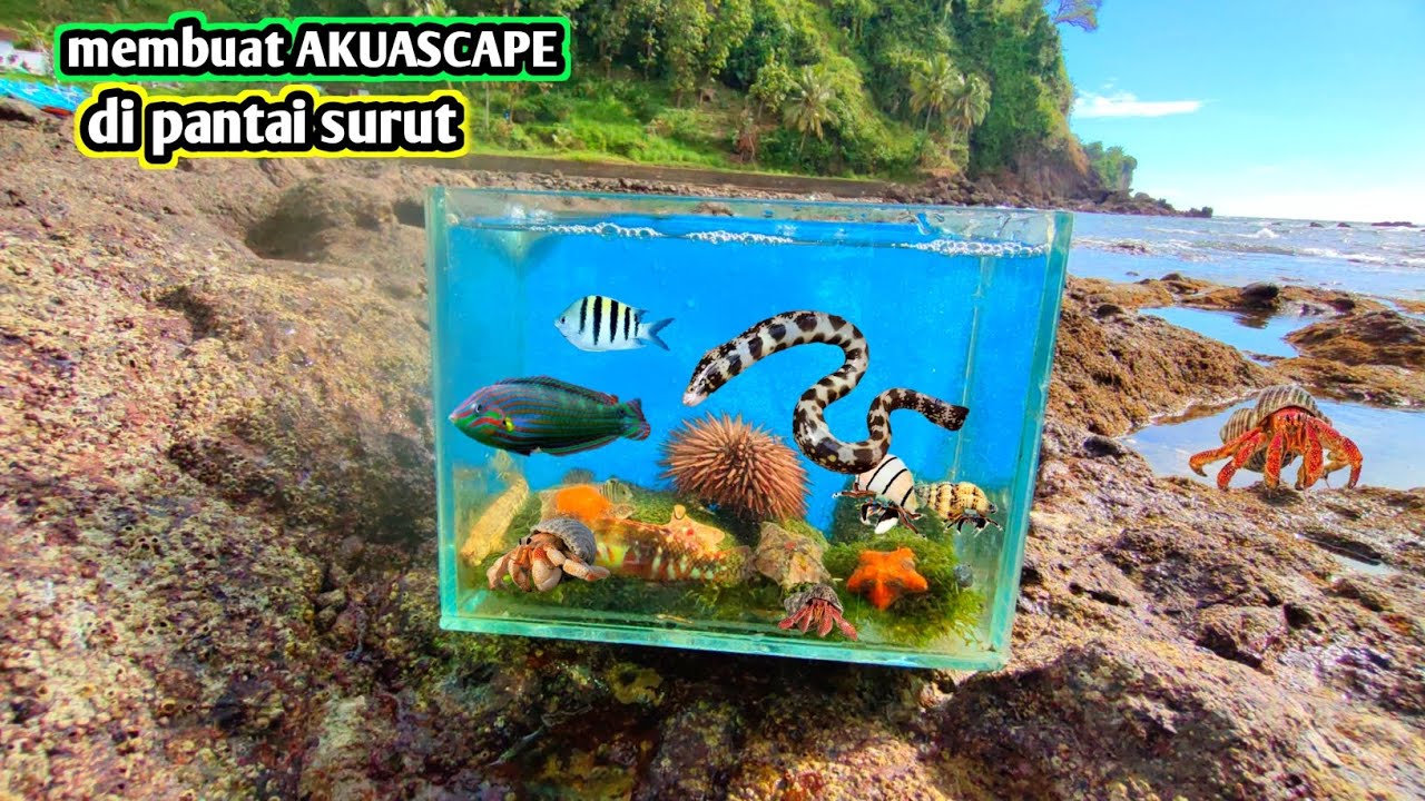 MEMBUAT AKUASCAPE DIPANTAI DENGAN HEWAN PANTAI SAAT LAUT SURUT