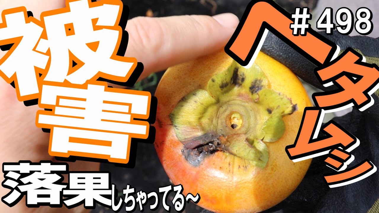 全～部ブヨブヨ！カキノヘタムシガで柿の落果被害が甚大ですっ