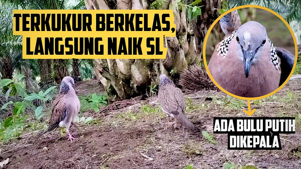 3 Tahun Ditahan Tak Rugi Untuk Tekukur Satu Ini. Tangkapan Tekukur Berkelas Awal Tahun Ini.Naik SL