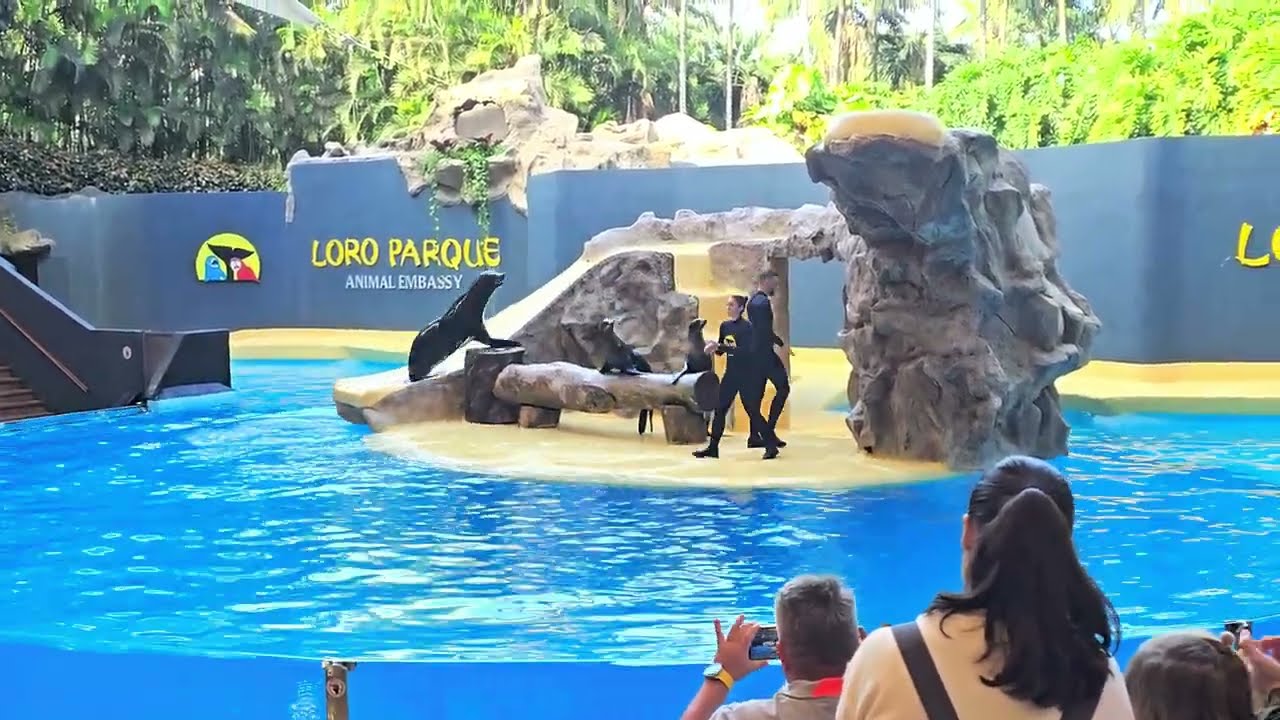 Loro Parque - шоу морских котиков - 12.01.2026 Тенерифе