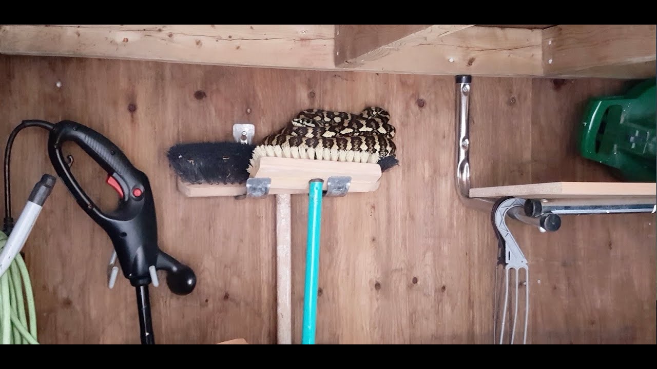 Snake Found in a Scarborough Resident&rsquo;s Shed