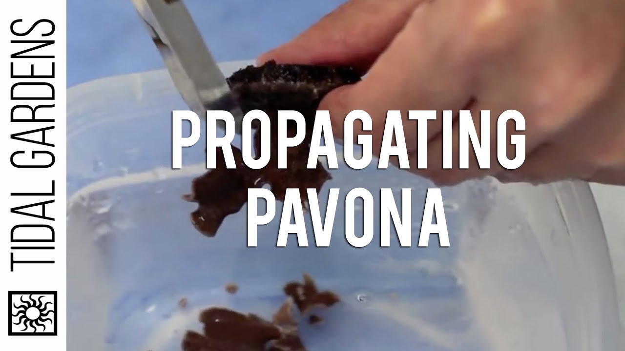 SPS Propagation - Pavona