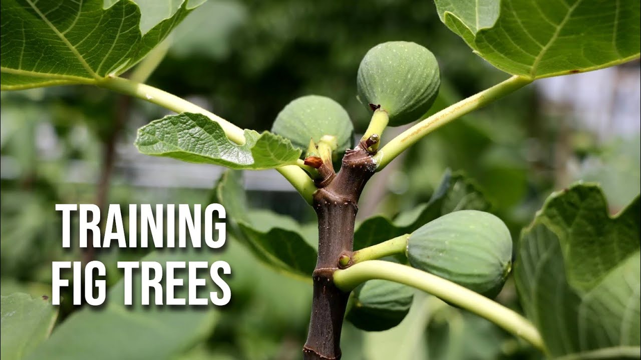 Training Fig Trees Like a PRO | Don't Miss this Step