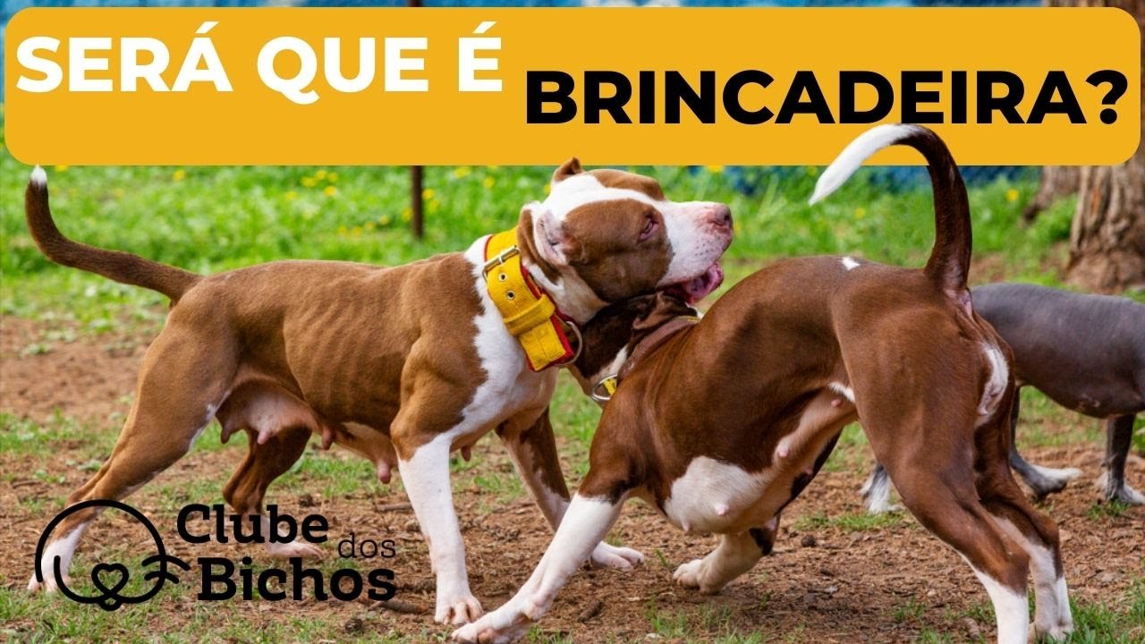 COMO DIFERENCIAR BRINCADEIRA DE BRIGA ENTRE CÃES ?