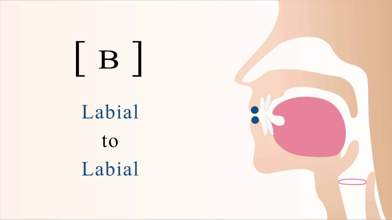 [ ʙ ] voiced bilabial trill