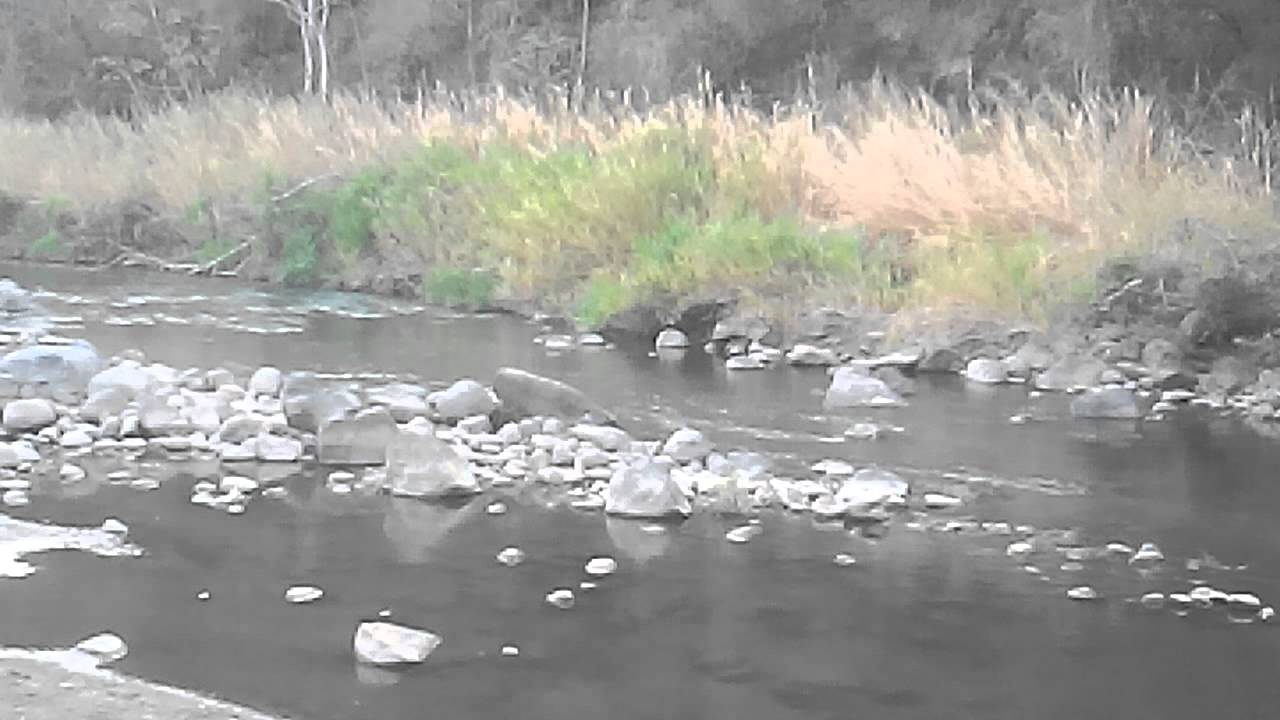 perro de agua en rio barranca