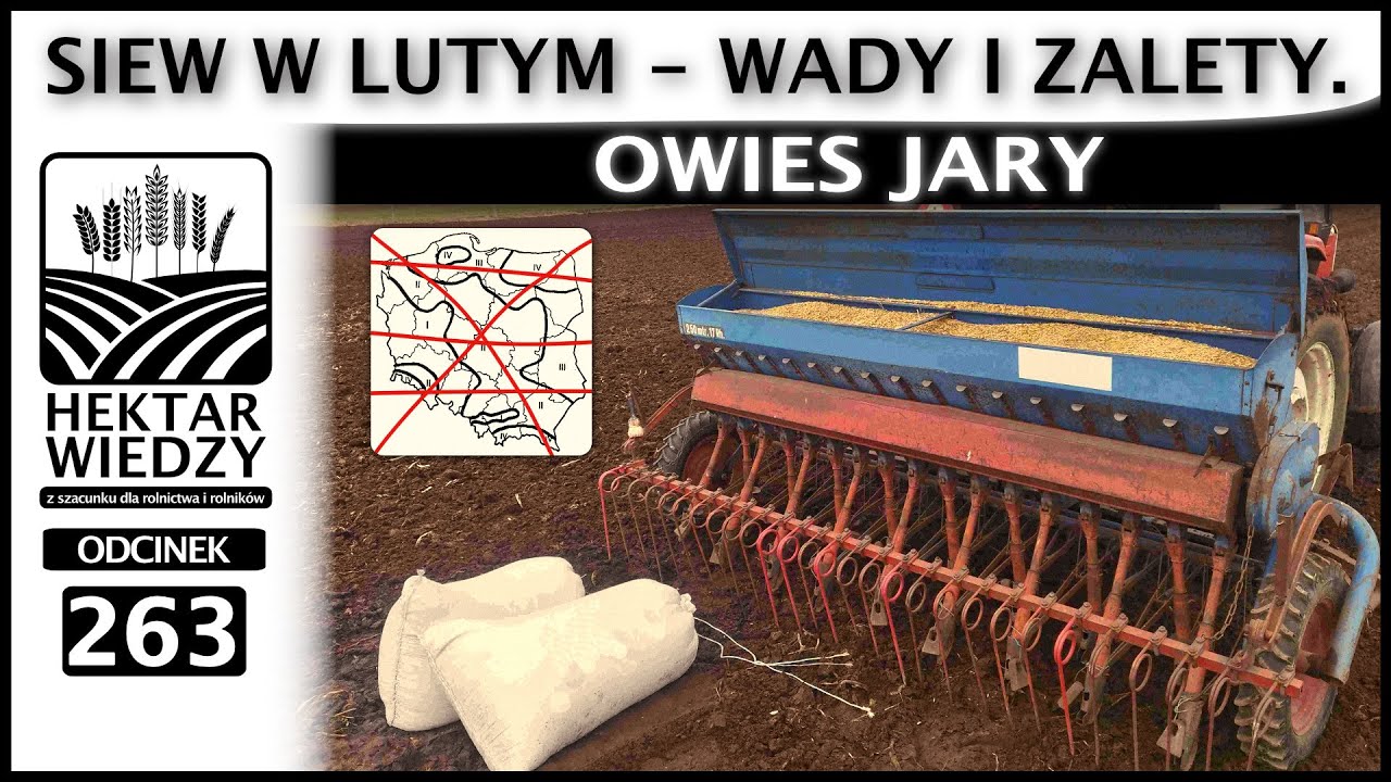 OWIES - SIEW W LUTYM. WADY I ZALETY. | ODCINEK 263