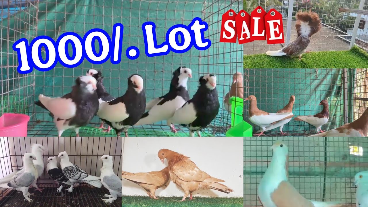 23 Mix lot available - Lahori shirazi - frillback - megpie - jacobin - Santinet - parpan pigeon