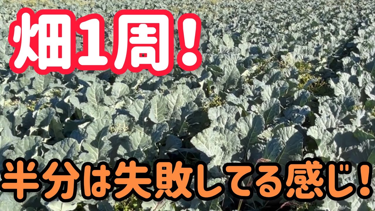 9.5反うちの4反はどうしようもないな