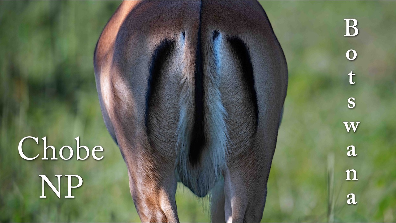Botswana 2026 - Chobe NP