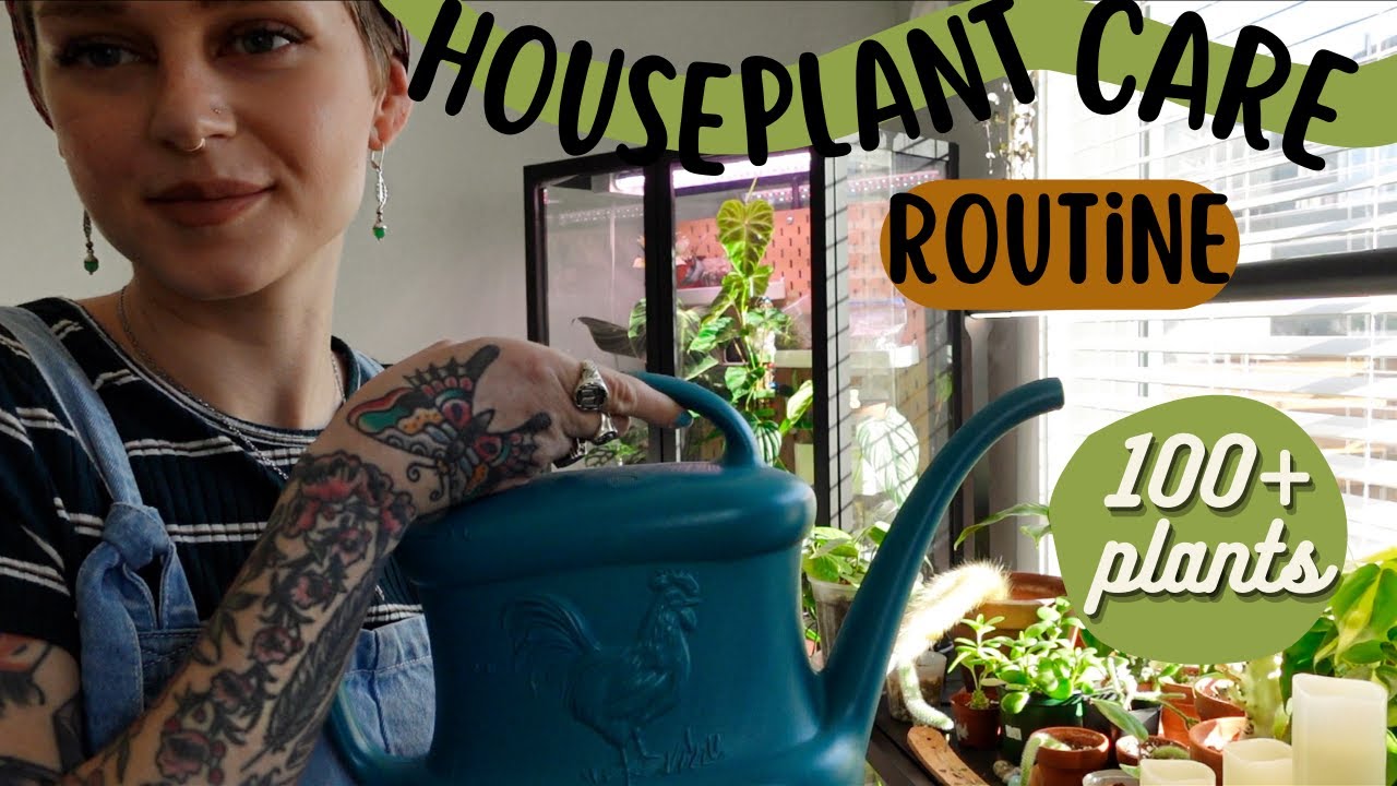 My Houseplant Routine | How I Care For 100+ Plants!