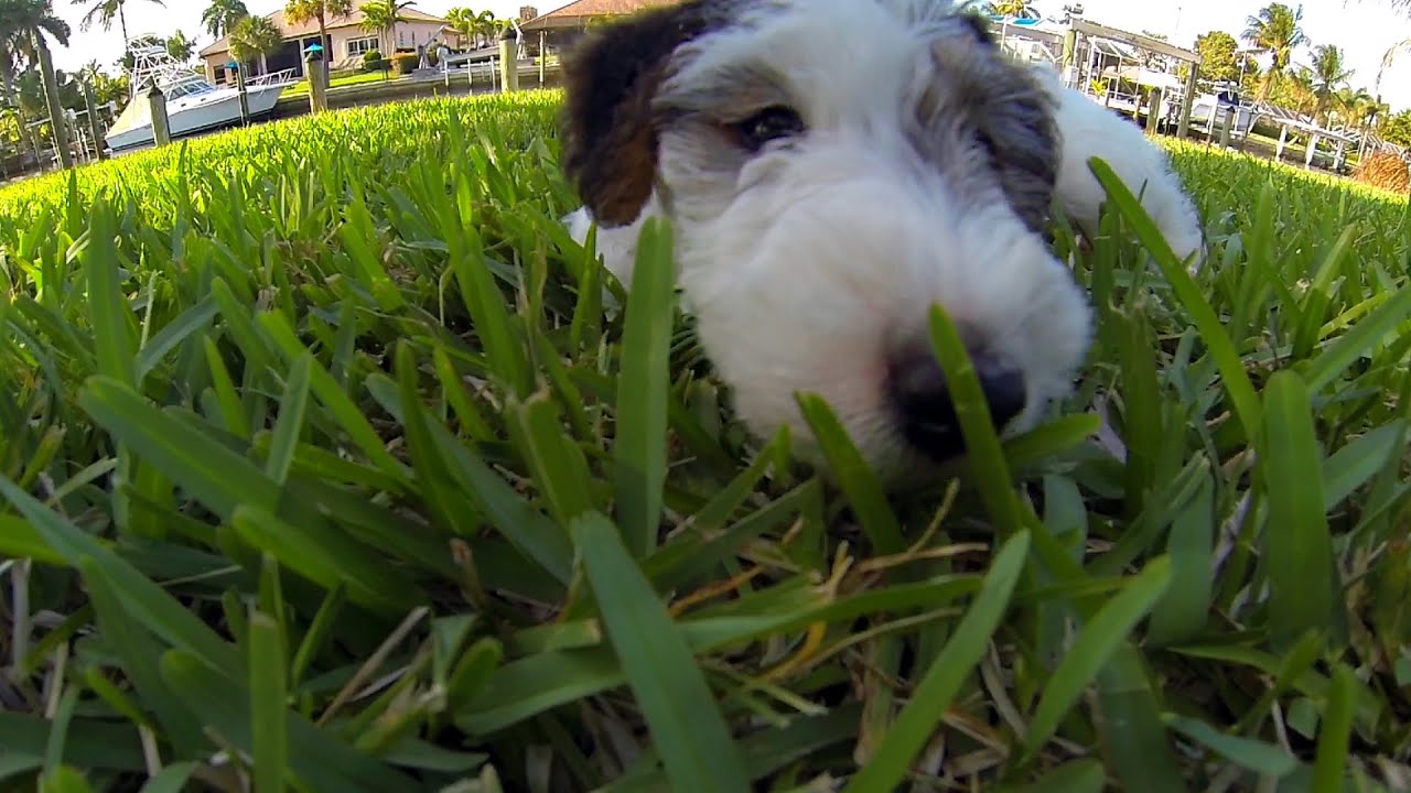 Bryson (from Birchhurst) Our Wire Haired Fox Terrier - Puppy 8 Weeks to 5 and 1/2 Months