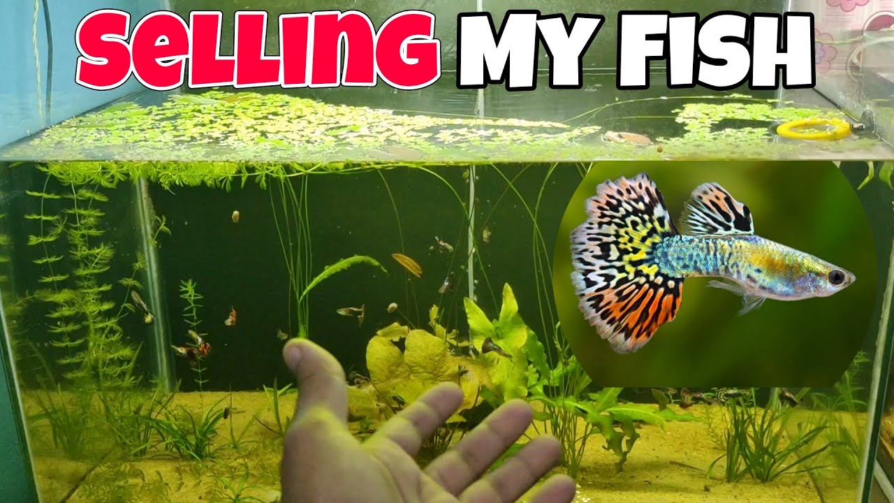 Selling My Guppyfish to a Local Fish Shop