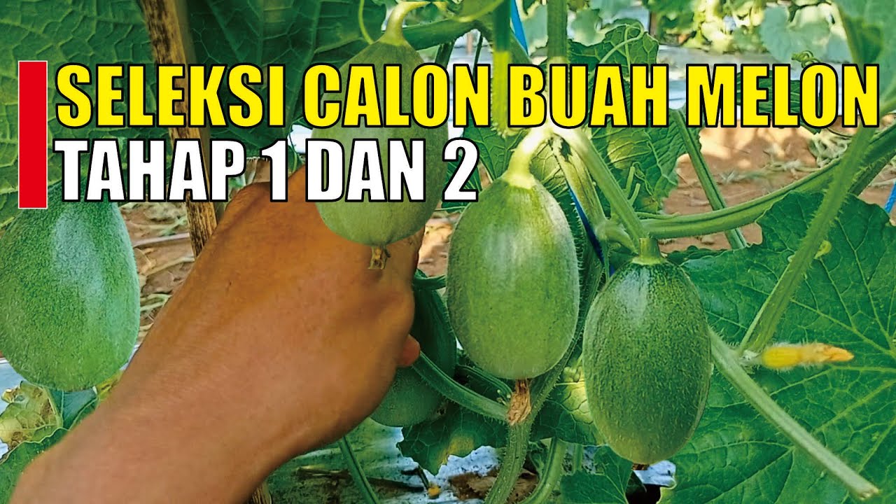 Seleksi Buah Melon, Menentukan MELON BESAR DAN SEREMPAK ⁉️