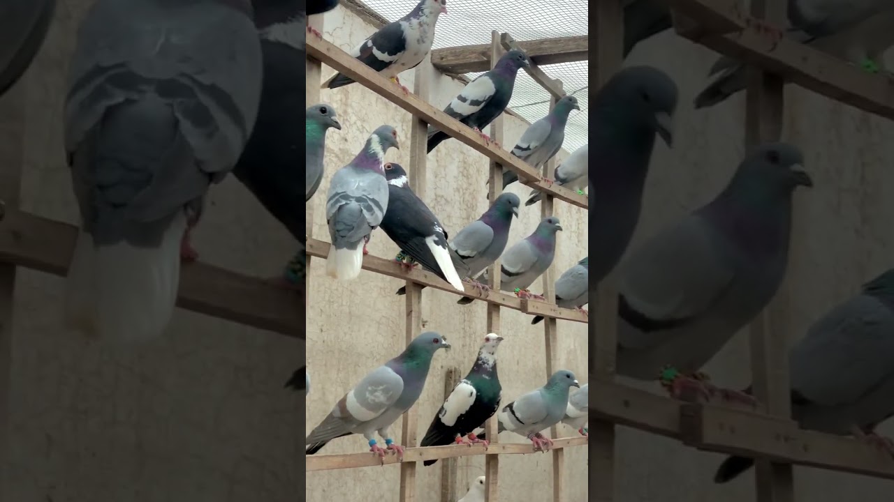 Peshawar Rangeen Kabootar bazi Pakistan || Colourful Pigeons Peshawar Pakistan || Pakistani Pigeon