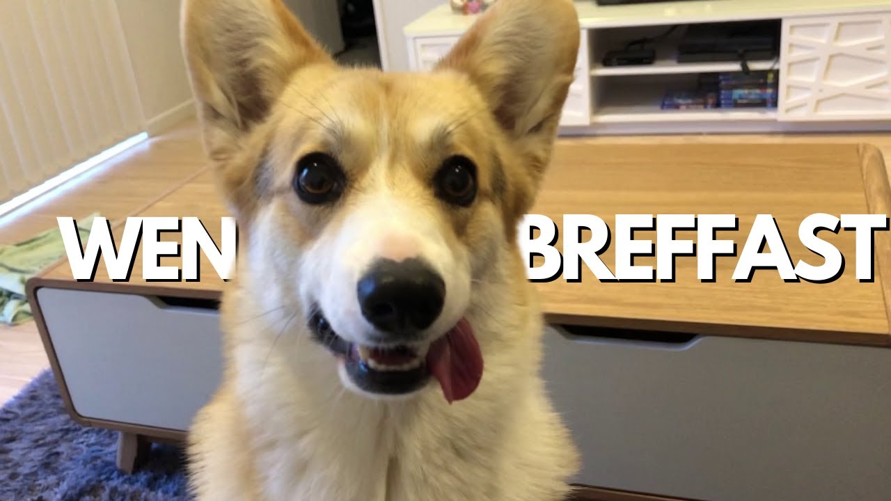 A Day in the Life of a Corgi