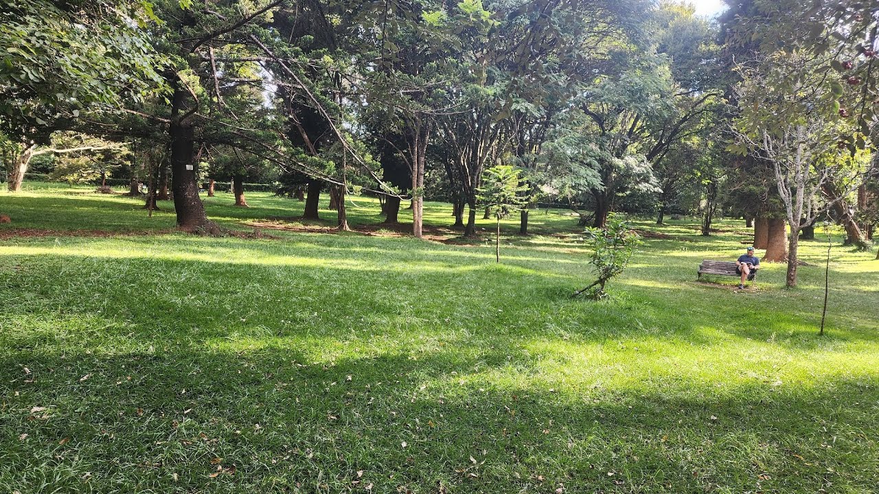 Walking Through Nairobi Arboretum | Birds, Trees & Tranquility