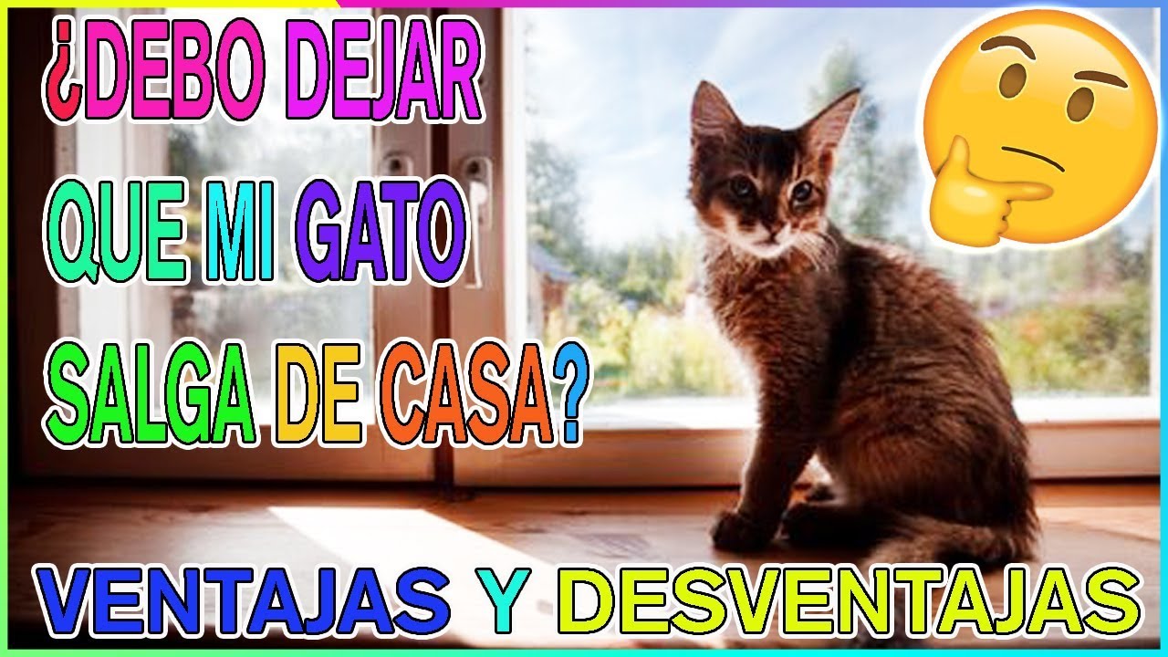 ¿Debo Dejar Salir a Mi Gato De Casa? Gato de Interior Vs Gato de Exterior (Ventajas y Desventajas)