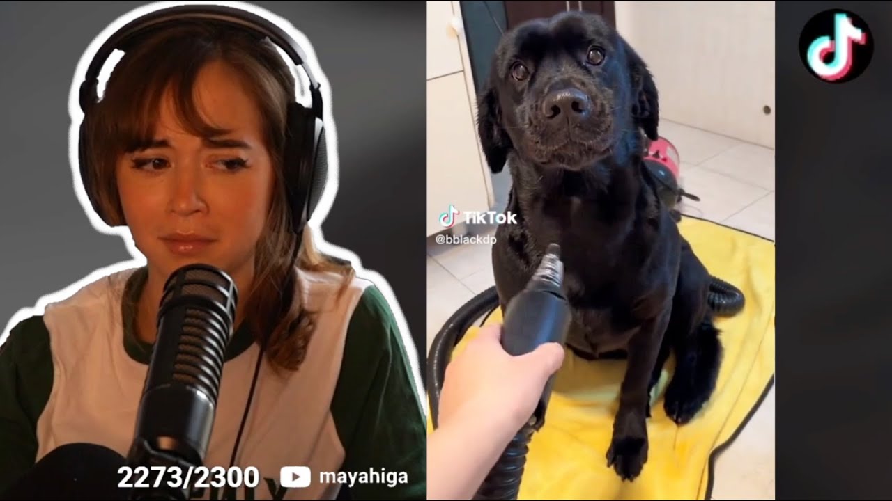 Maya reacts to tons of CUTE animal TikToks!