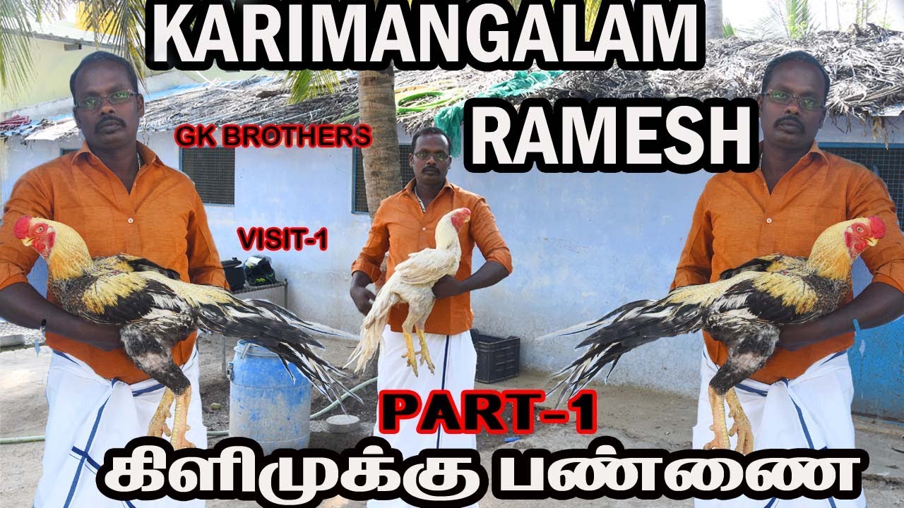 என் பண்ணையின் ராஜா  ராணிகள் //9 வருடமாக உள்ள கோழி அதன் வாரிசுகள் // காரிமங்கலம் ரமேஷ்// VISIT-1 #gk