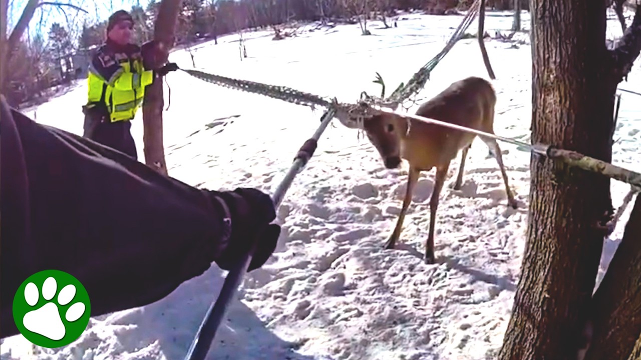 Officers Rescue Trapped Deer From Hammock