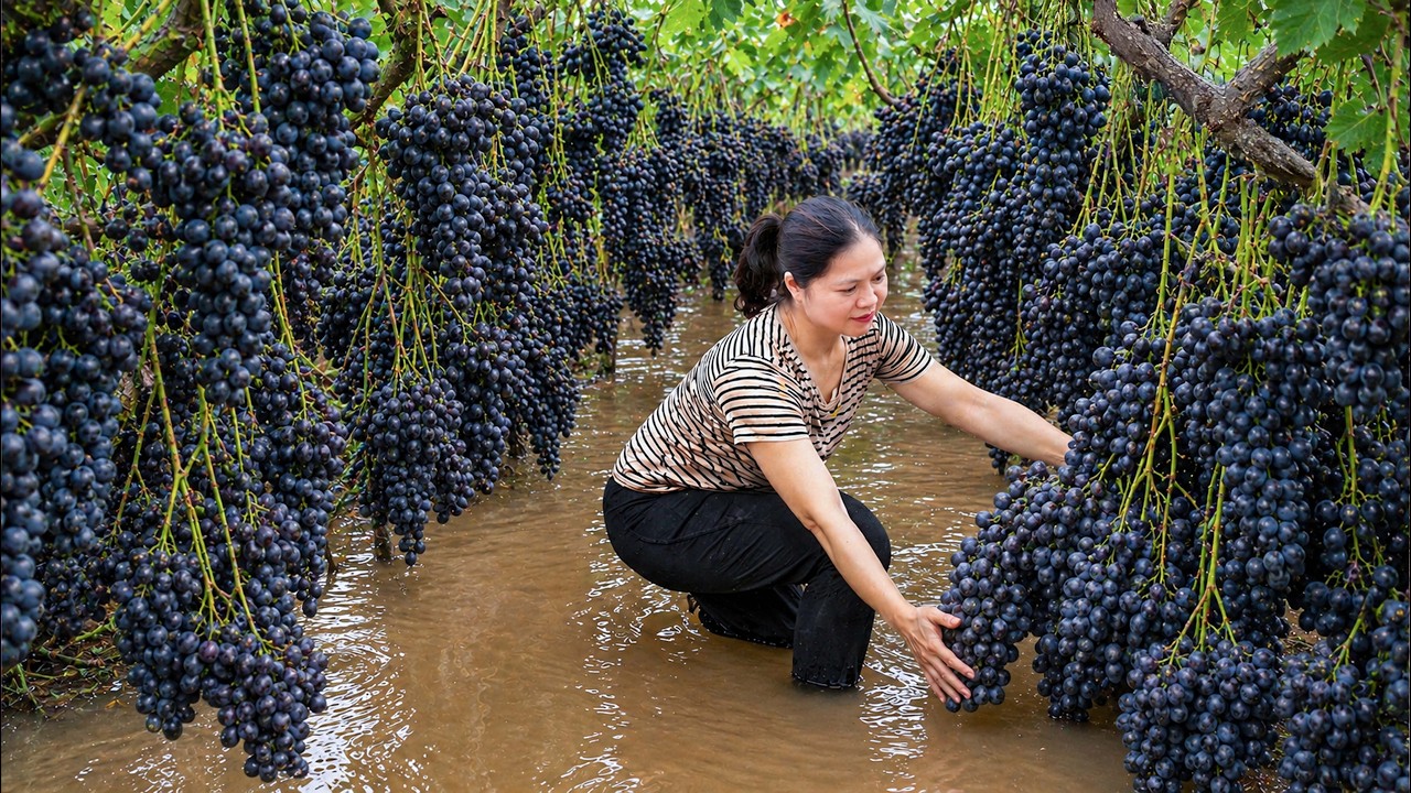 Harvesting Rare Wild Grapes To Make Traditional Wine | Ancient Village Recipe