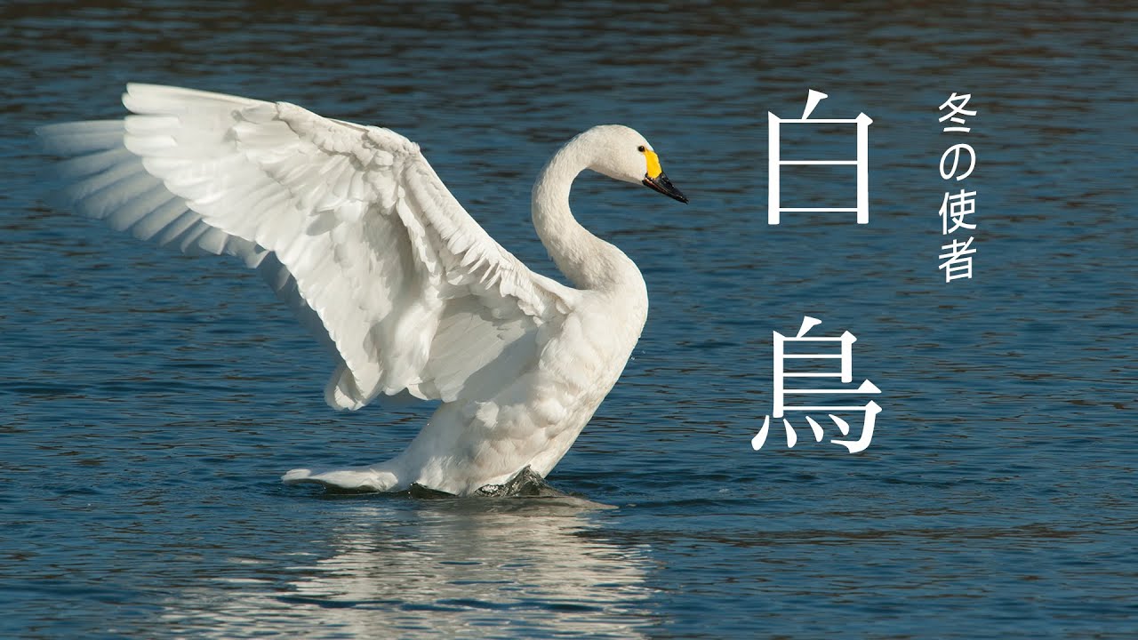 冬の使者白鳥