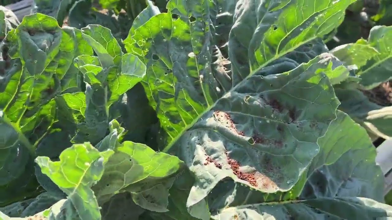 Обзор уральского огорода , что с перцами и огурцами в теплице . Овощи и ягоды 🍓 в июле#обзорогорода