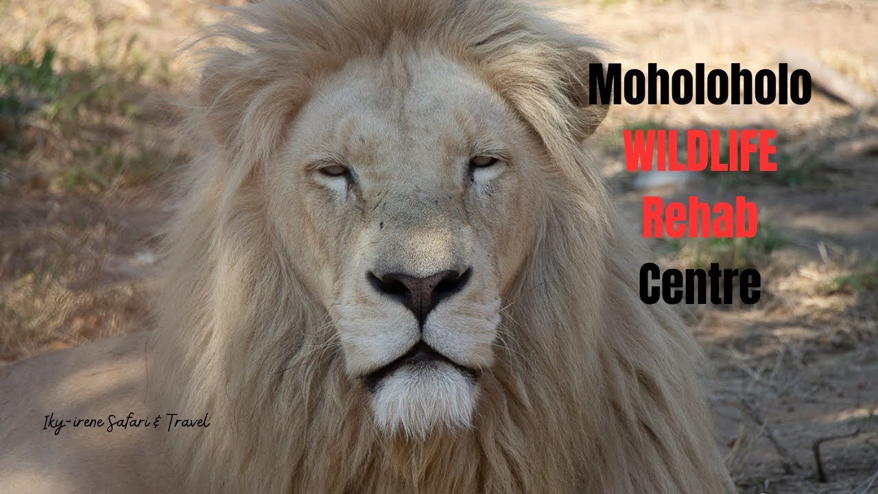 WHITE LIONS, BLACK LEOPARD and more Wildlife in Rehabilitation Centre - Moholoholo in South Africa
