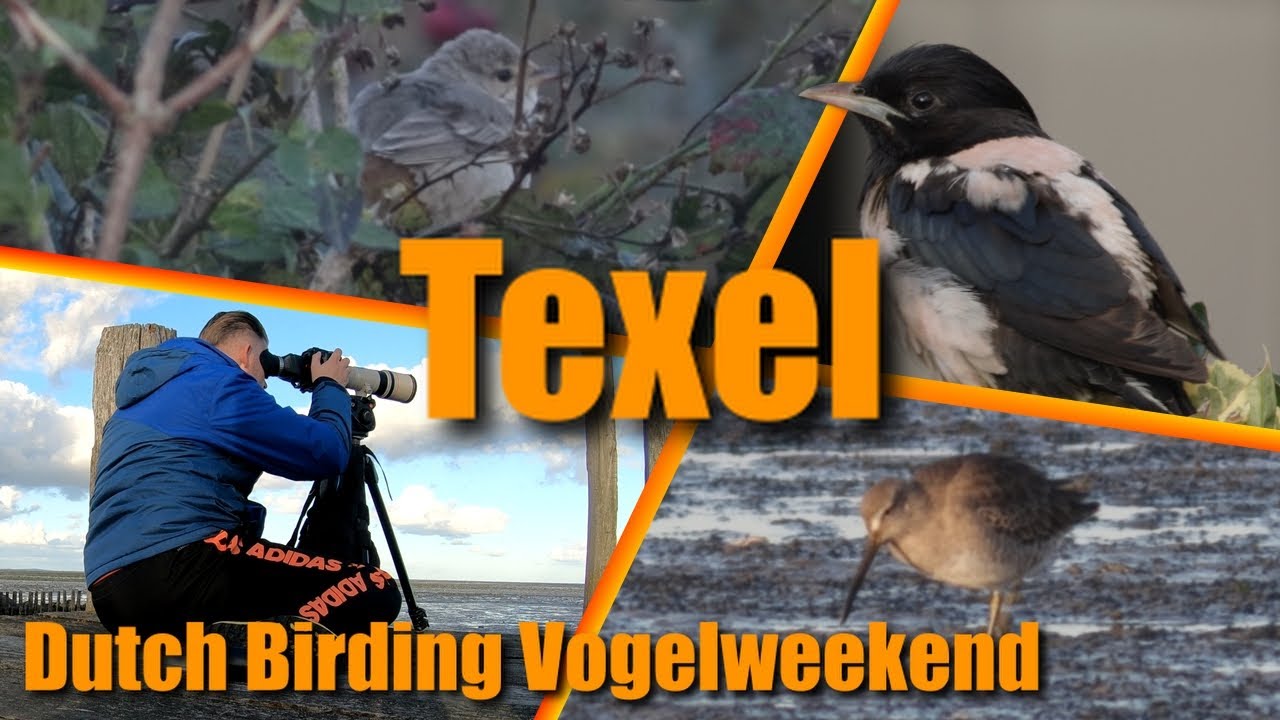 Dutch Birding vogelweekend Texel 2024