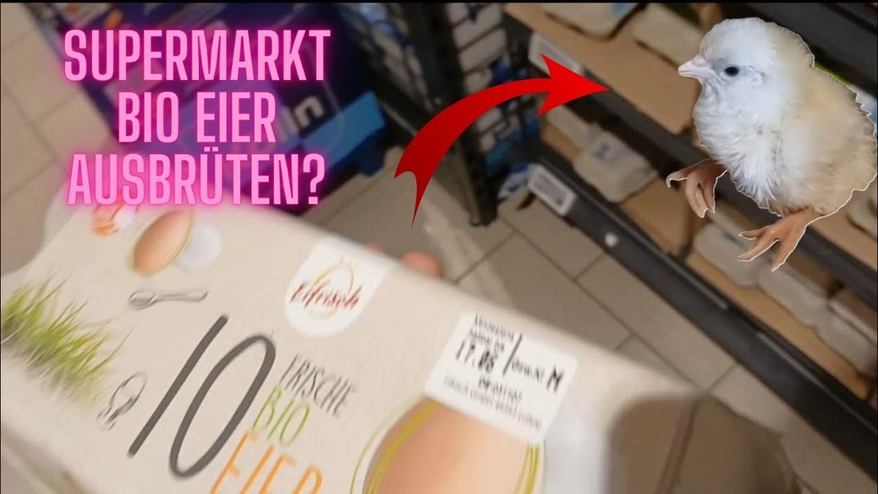 Bio-Eier aus dem Supermarkt ausbrüten – geht das? (100-Abonnenten-Special)