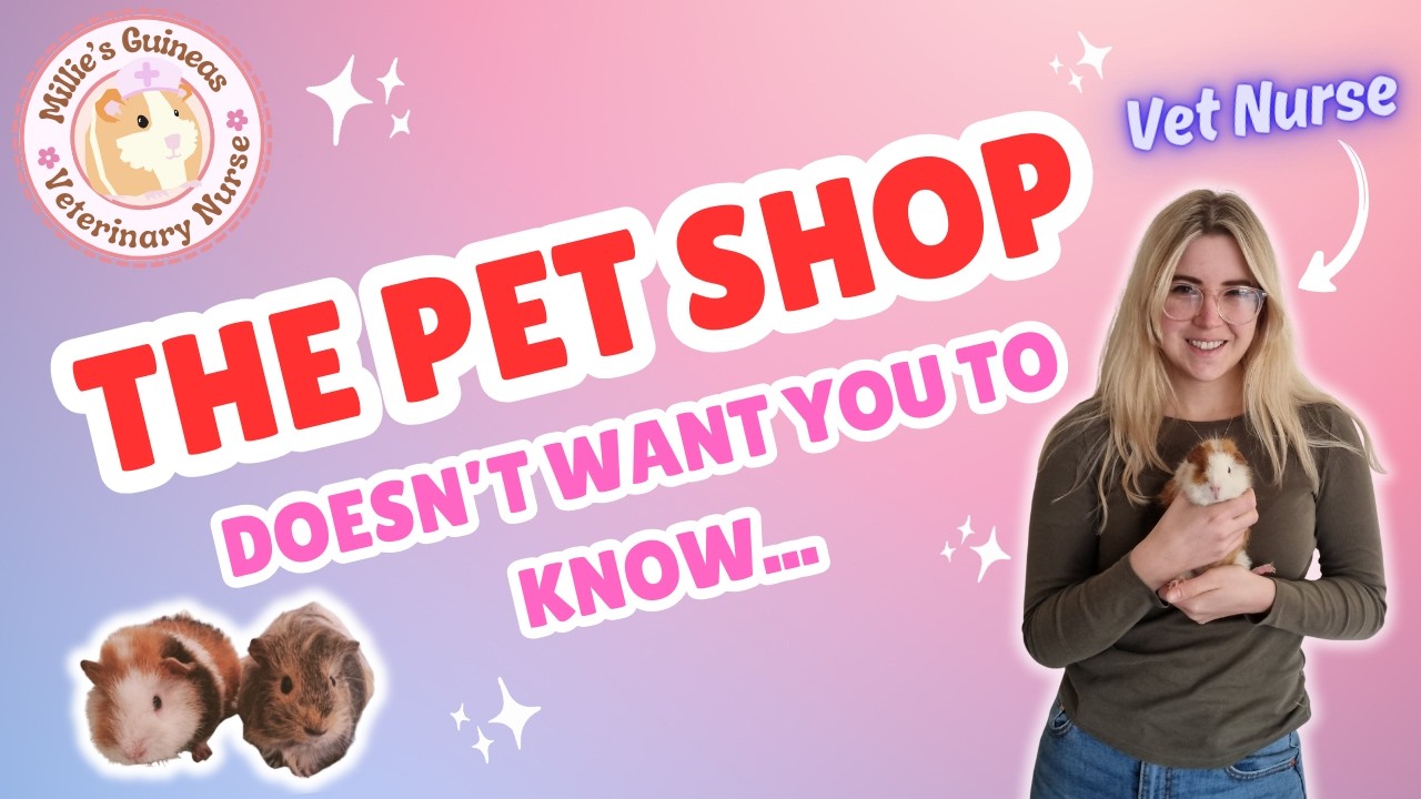 3 Things The Pet Shops DON'T Want You To Know! - Tips From A Veterinary Nurse - Guinea Pig Care
