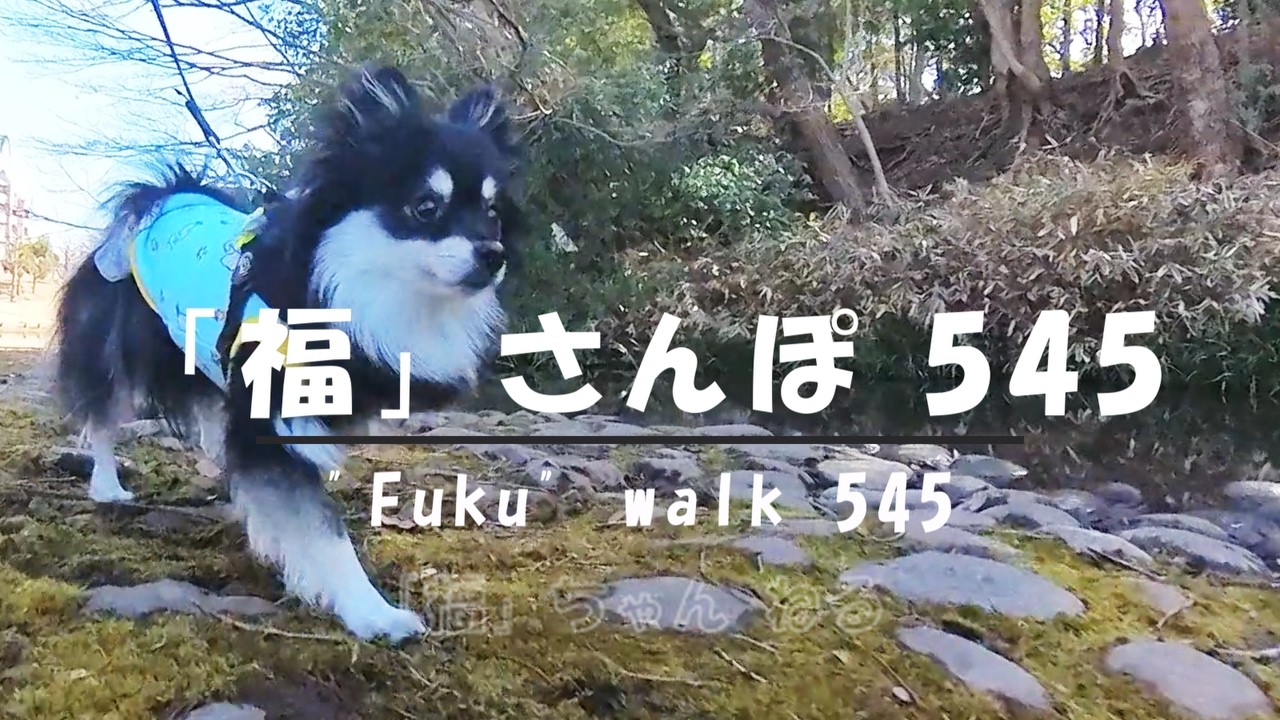 【ポメラニアンの福】1779 福さんぽ545・