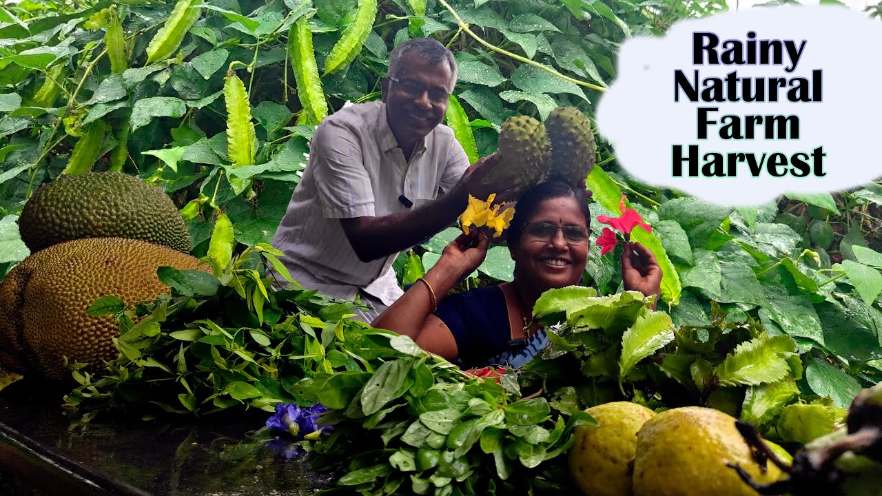 🫛🍠⛈️மழை-la Harvest பண்ணலாமா? | Harvest Vlogs #farming #comedy