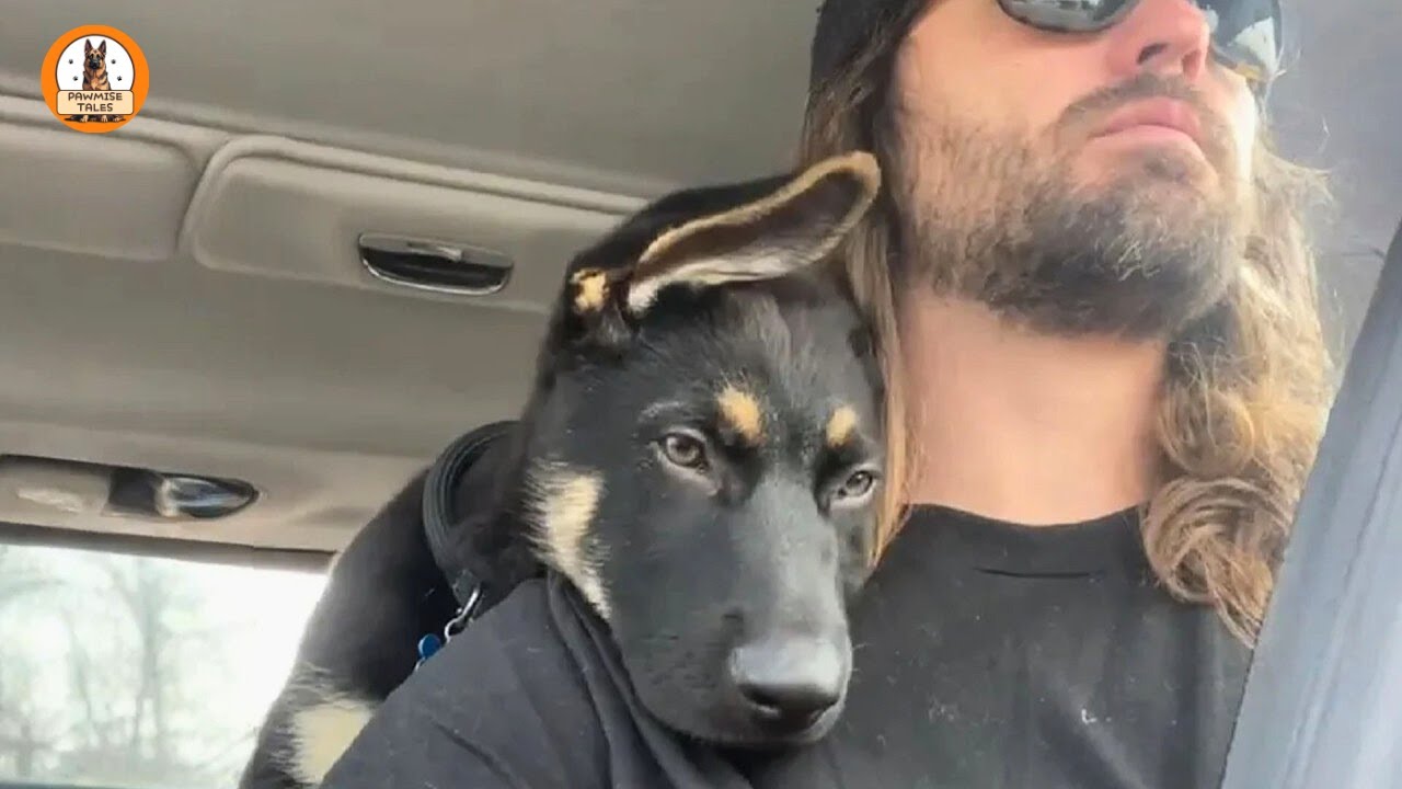 Biggie the German Shepherd Nobody Wanted—Now He’s My Greatest Gift