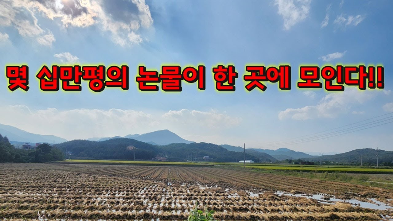추수철!!모든 논의 물을 한곳에 싹뺀다!! 엄청나다! 진땡 보양식 먹어보자 /Freshwater fish from rice paddies in huge size.
