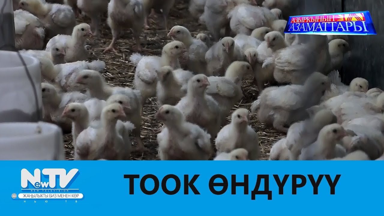 ТООК ӨНДҮРҮҮ\\АЗЫРКЫНЫН АЗАМАТТАРЫ\\NewTV