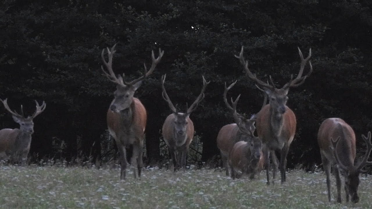 Jelenie, jelenie i jeszcze raz jelenie - sierpień na Pomorzu