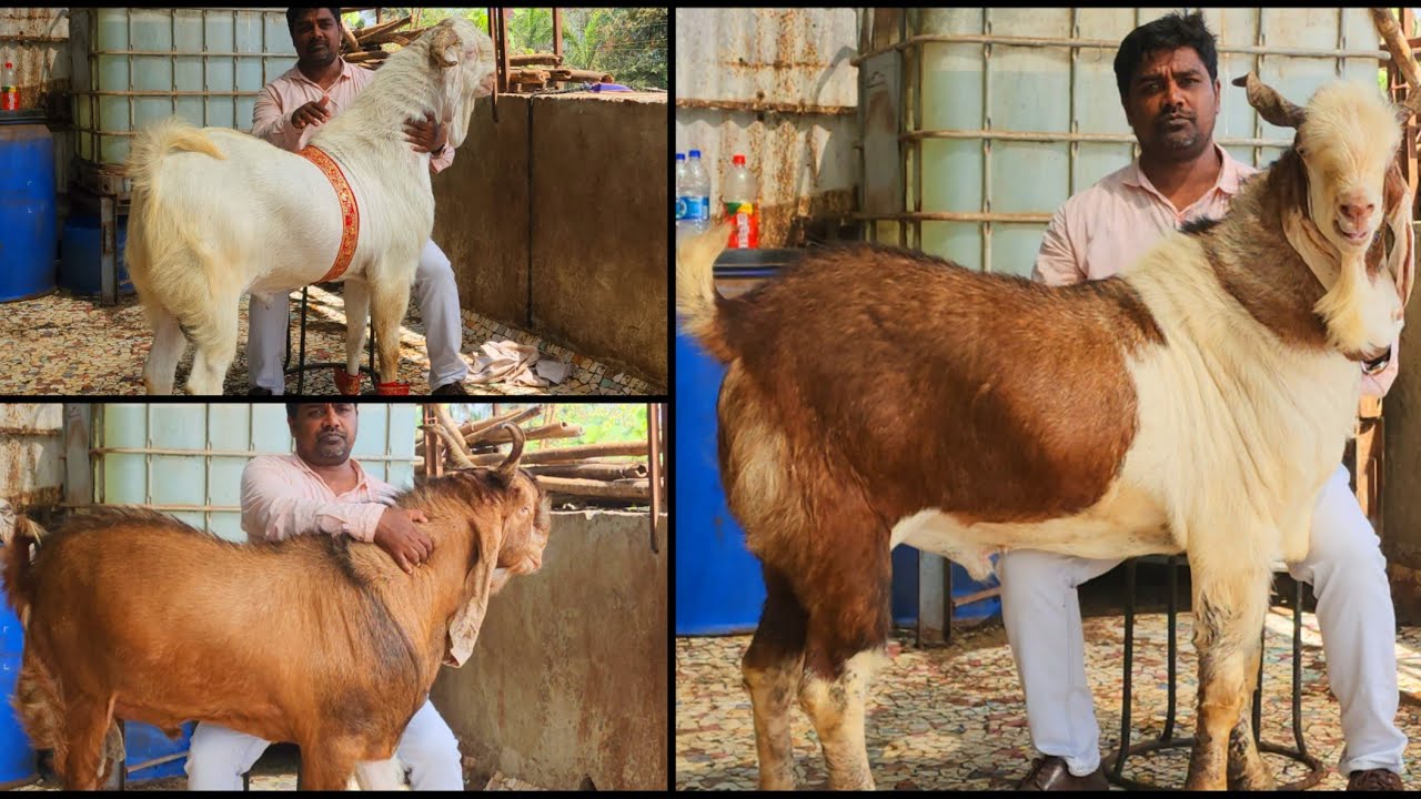 Mumbai Me SakiNaka Pe Taiyar Krte Hai Jabardast Andul Bakre Aman Goat Farm