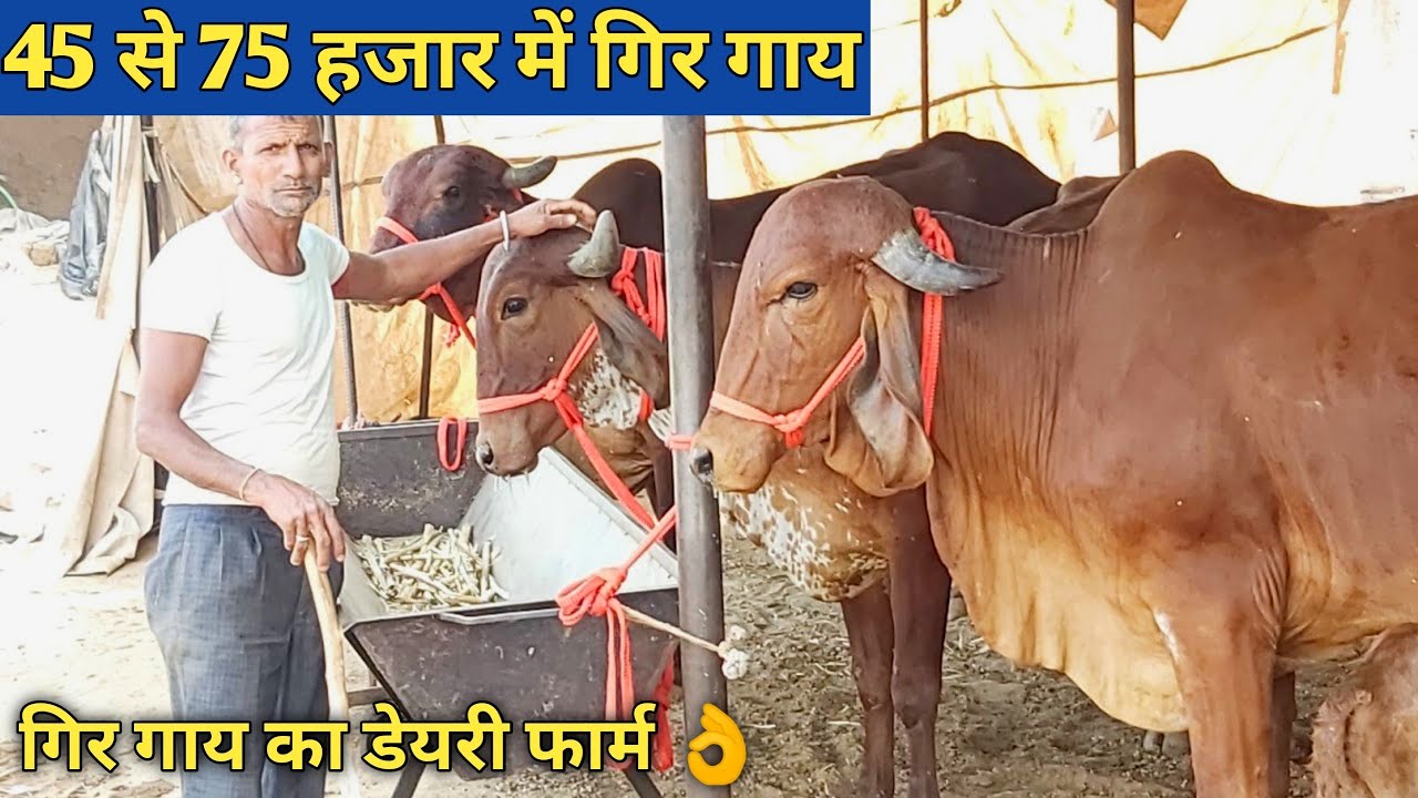 यहां से खरीदे गिर गाय yadav dairy farm | gir cow farming in india