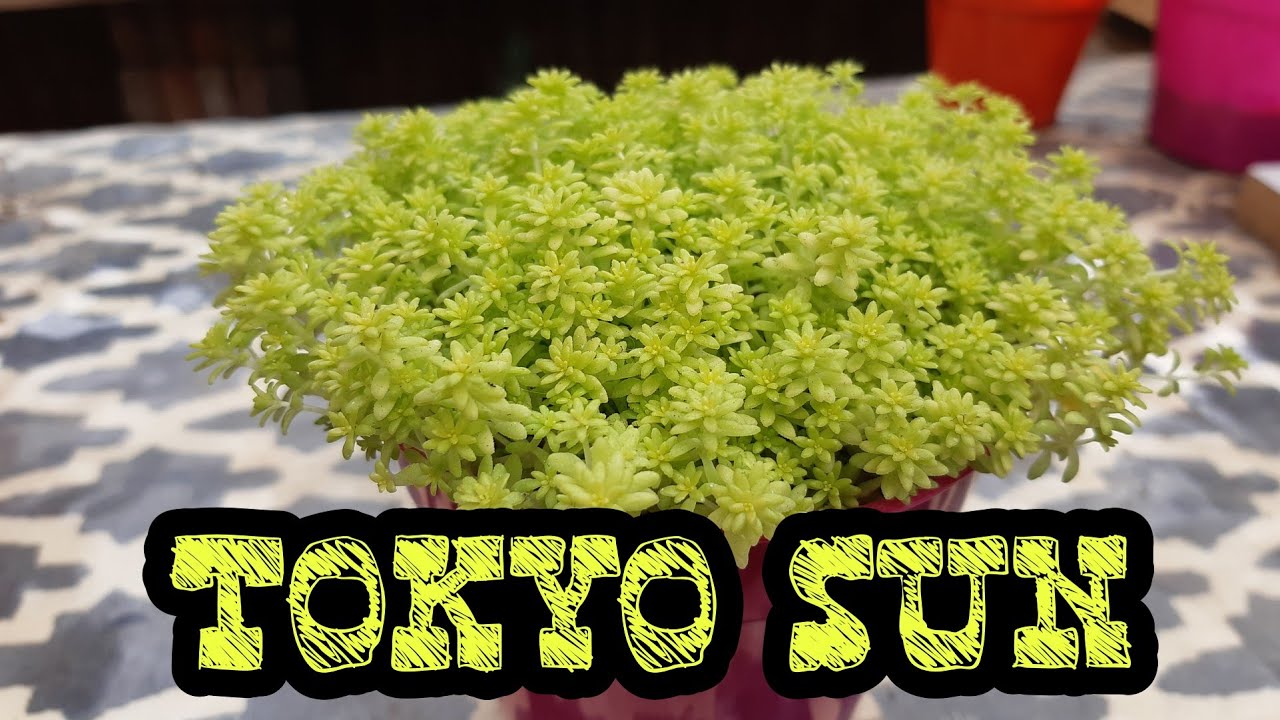 COMO CUIDAR EL SEDUM ORO JAPONICUM
