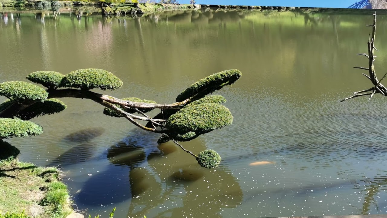 Le jardin Japonais de Maulevrier