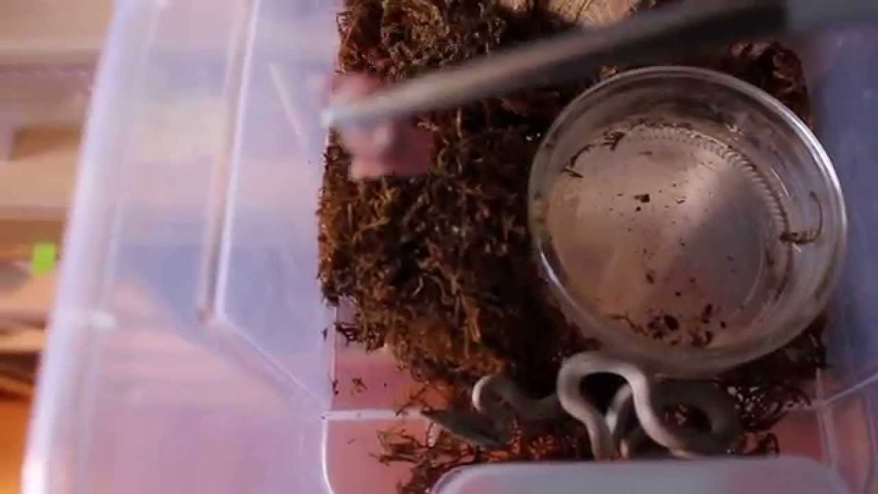 Gonyosoma ex Rhynchophis boulengeri eating