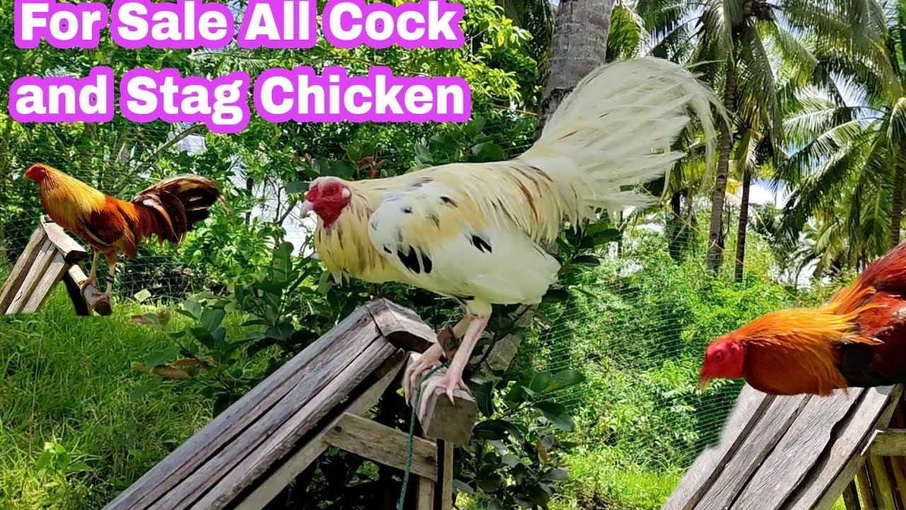 All Quality Chicken Lover
