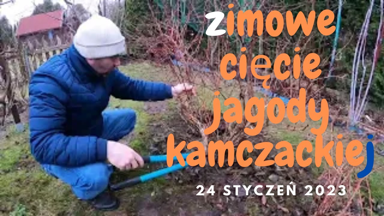 Jak odmłodzić Jagodę Kamczacką?- ostre cięcie Kamczatki.