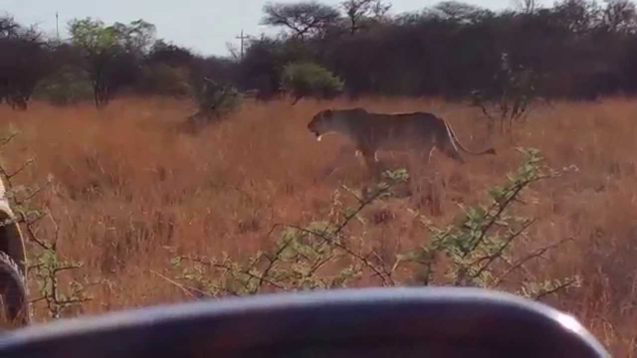 Northern Pride Lionesses, Dinokeng