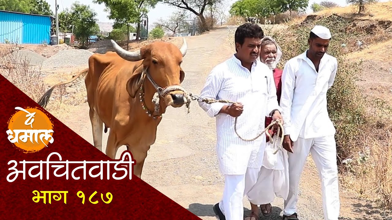 एक हजारासाठी शाम्यानी जाल्याची गाय विकली | अवचितवाडी भाग - १८७ | Avchitwadi Episode -187 | De Dhamal