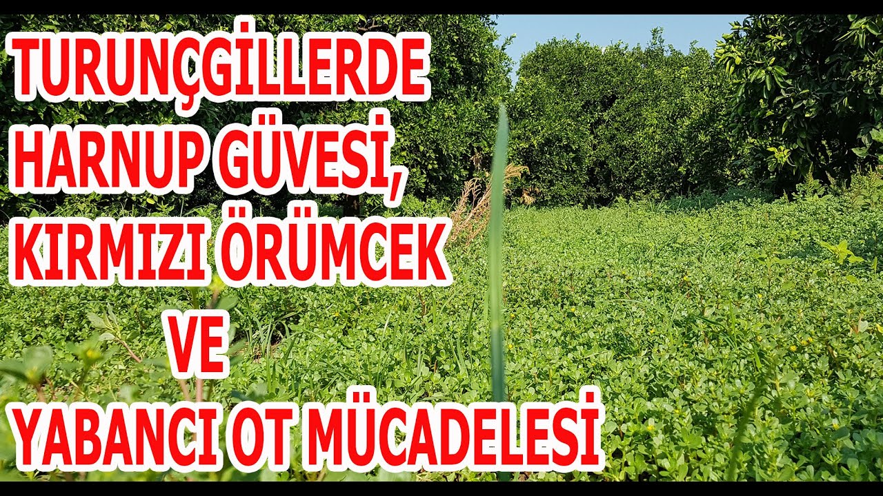 TURUNÇGİLLERDE HARNUP GÜVESİ VE KIRMIZI ÖRÜMCEK MÜCADELESİ